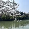 【春】京杭大运河畔